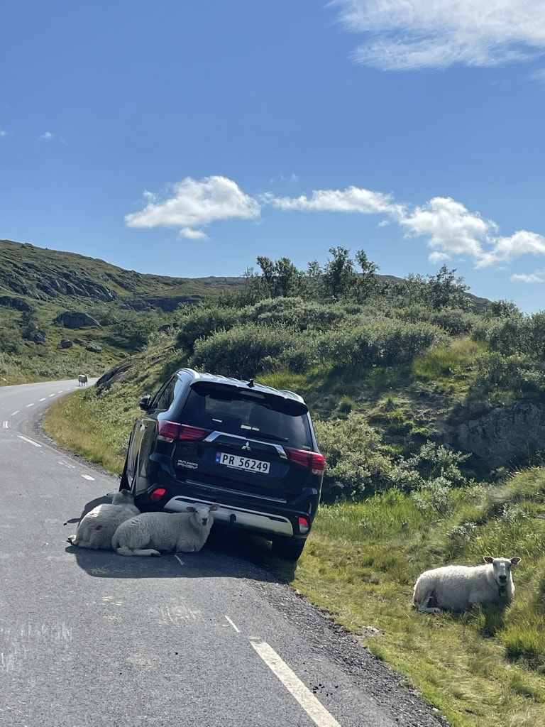 The wildest animal you'll encounter on the south Norway road trip is sheep. Ha!