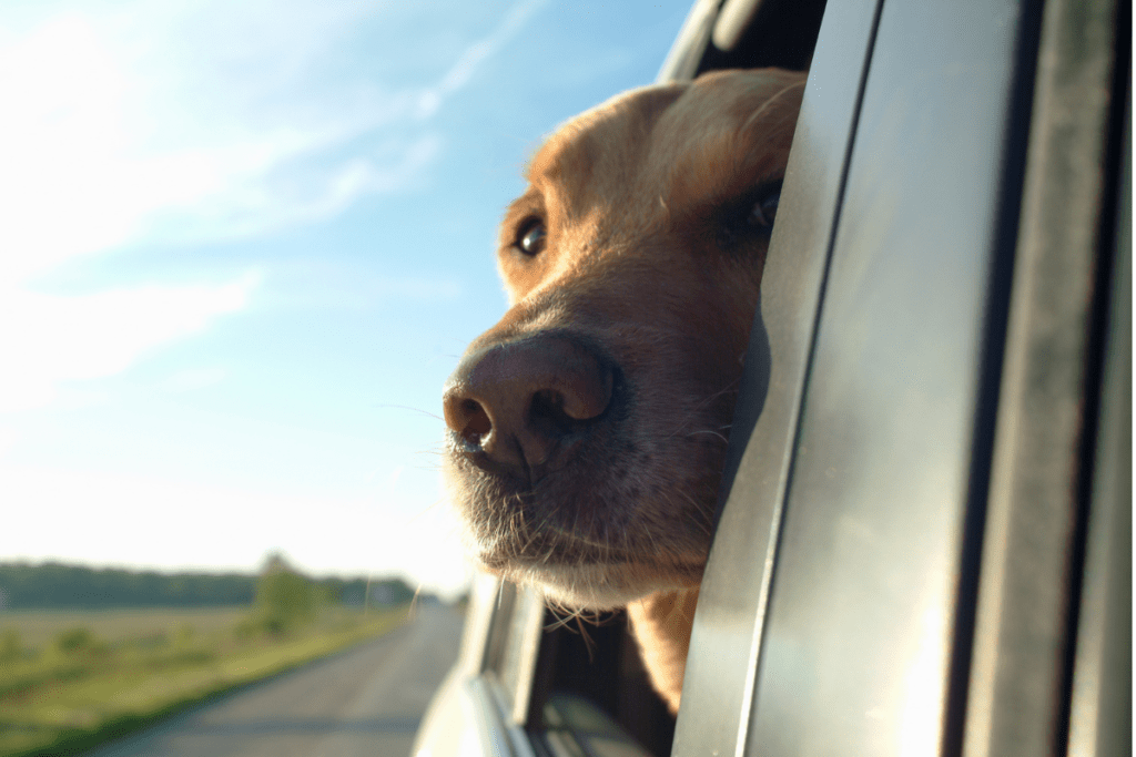 Pros and Cons of Road Trips include being able to bring your dog. 