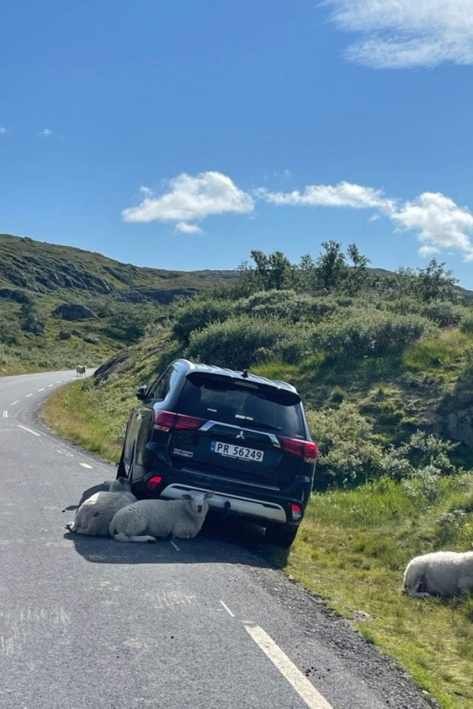 I got out to take one picture on the road trip from Bergen to Alesund, and this is what happens...