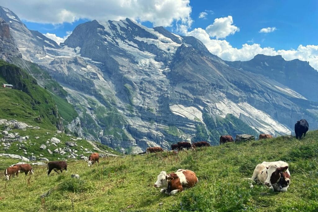 The amount of cows I saw on our Switzerland to Italy road trip can last me a lifetime.