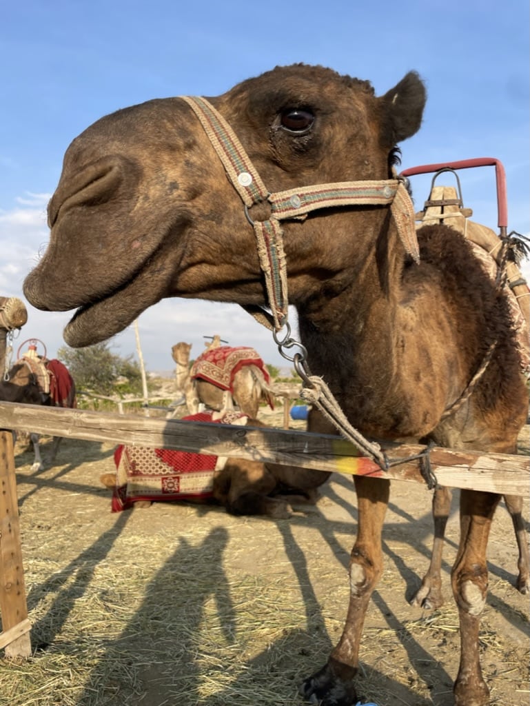 It is still warm and all the activities and things to do are open for business in October - just less tourists. So a ride on this camel is super quick and easy!