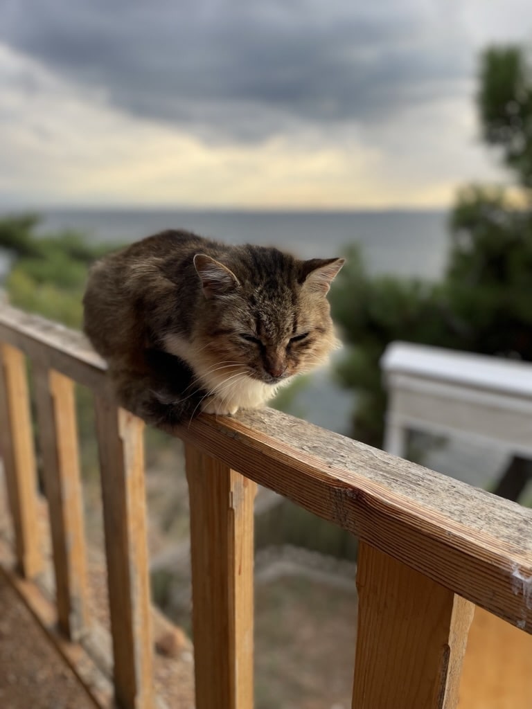 You will find a cat almost everywhere in Turkey!