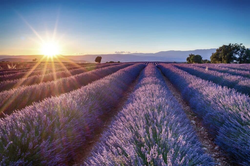 Lavender fields on the Plateau de Valensole.