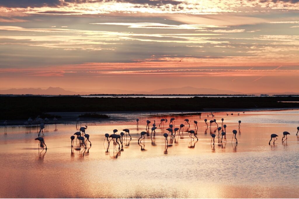 The Camargue area is a wonderful place to stay in Provence because of the wildlife.