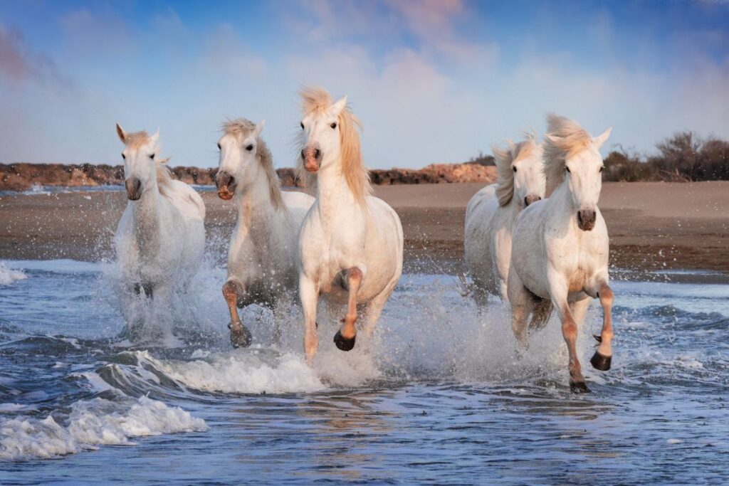 Wild white horses roam the marshlands of the Camargue region.