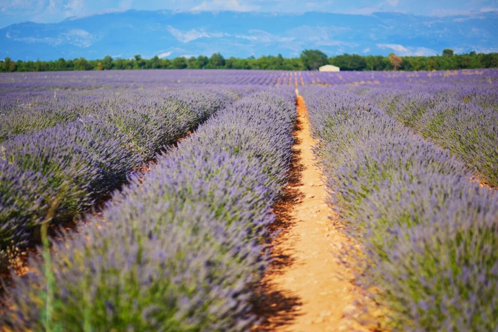 Right next to Moustiers-Sainte-Marie is the Valensol Platau, where all the lavander is grown.