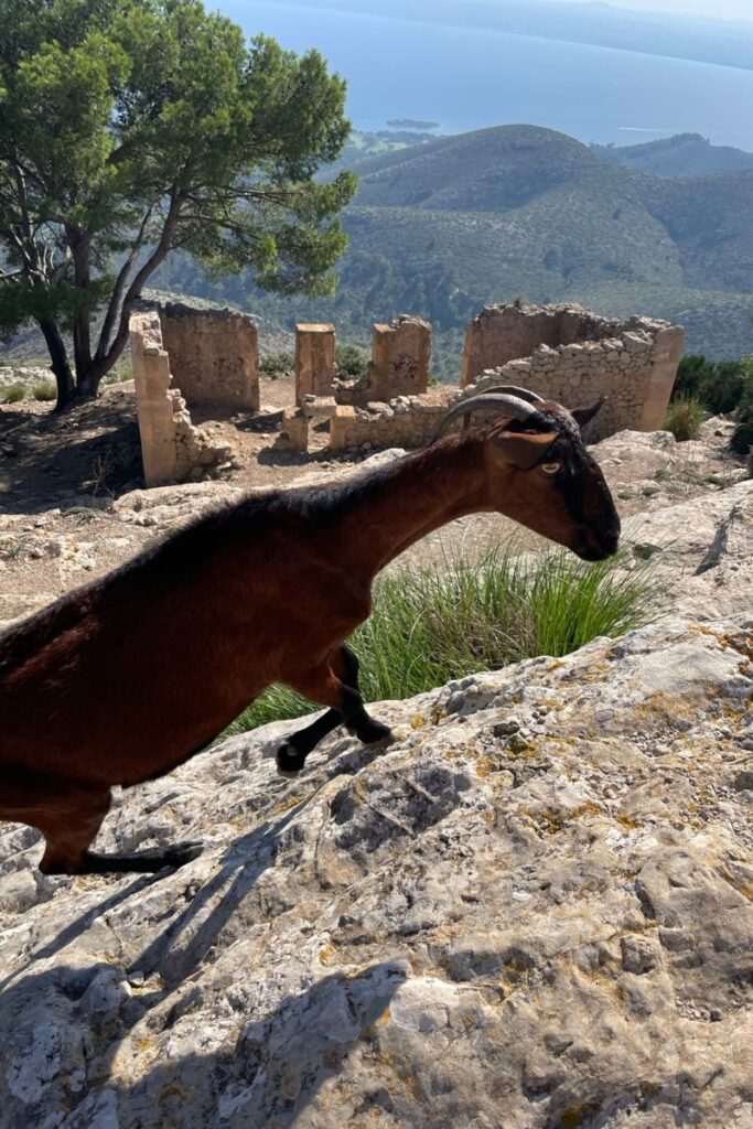 Goats on my hike in Mallorca.