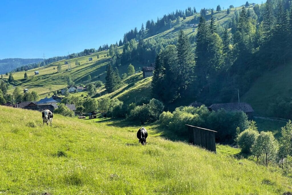 The hills of Bucovina in Romania.