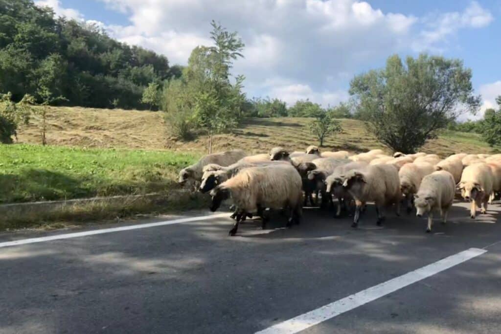 Traffic is caused by random animals in the streets of Romania.